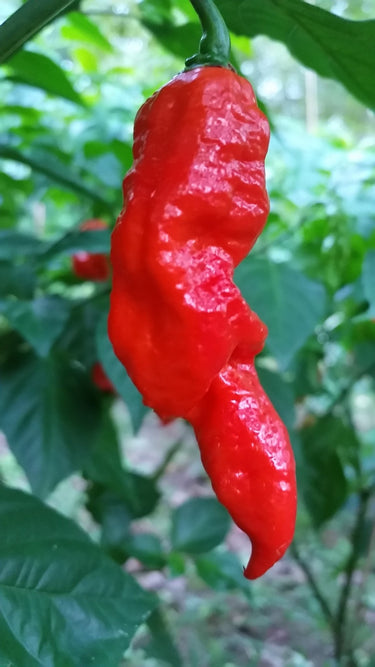 Bhut Jolokia Ghost - Seeds - The Pepper Pantry (Formerly Marie Sharp's)